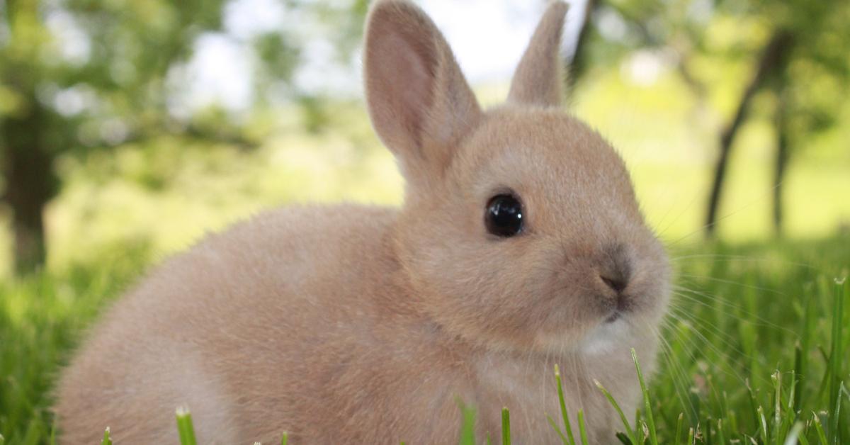 Portrait of a Netherland Dwarf Rabbit, a creature known scientifically as Oryctolagus cuniculus.