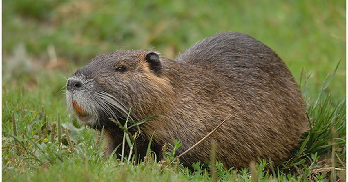 Captivating presence of the Nutria, a species called Myocastor coypus.