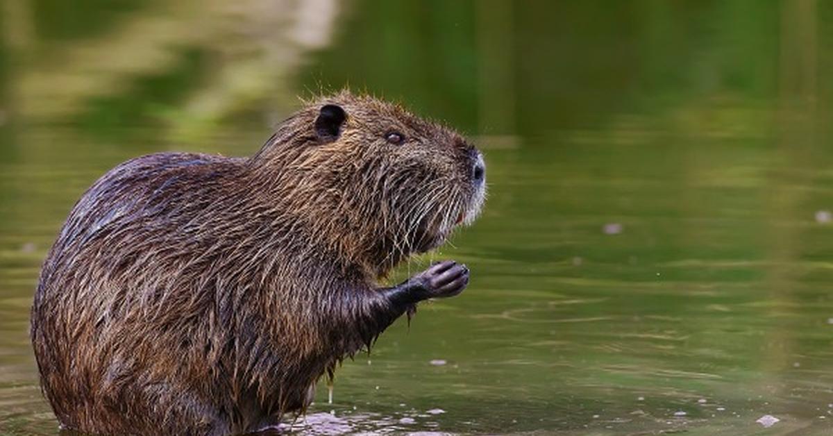 Visual of Nutria, or Nutria in Indonesian, showcasing its beauty.