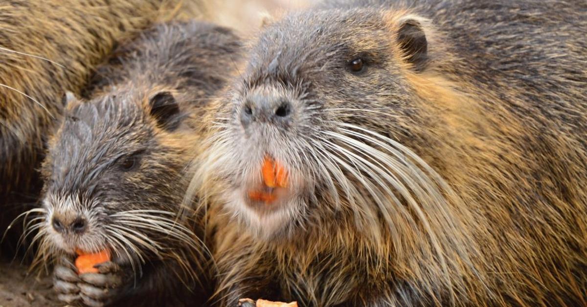 Captured beauty of the Nutria, or Myocastor coypus in the scientific world.