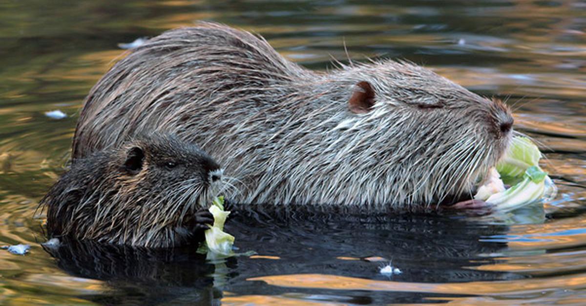 Captivating shot of the Nutria, or Nutria in Bahasa Indonesia.