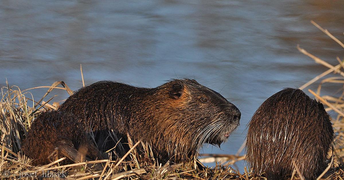 Splendid image of the Nutria, with the scientific name Myocastor coypus.