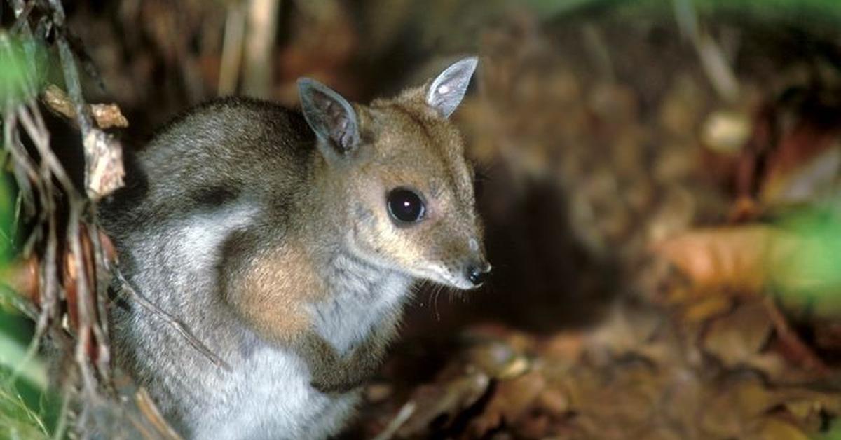 Captivating presence of the Nabarlek, a species called Petrogale concinna.