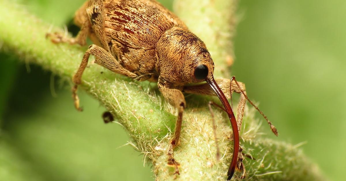 Visual of Nut Weevil, or Kumbang Kacang in Indonesian, showcasing its beauty.