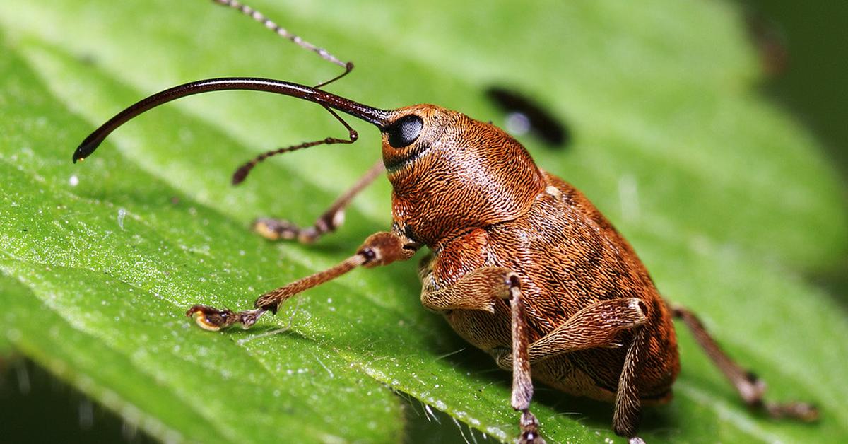 A beautiful representation of the Nut Weevil, scientifically Curculionidae.