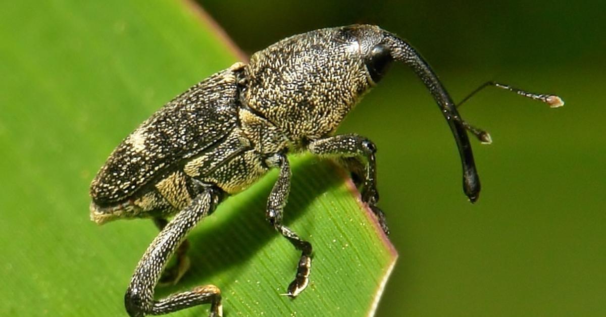 Captured elegance of the Nut Weevil, known in Indonesia as Kumbang Kacang.