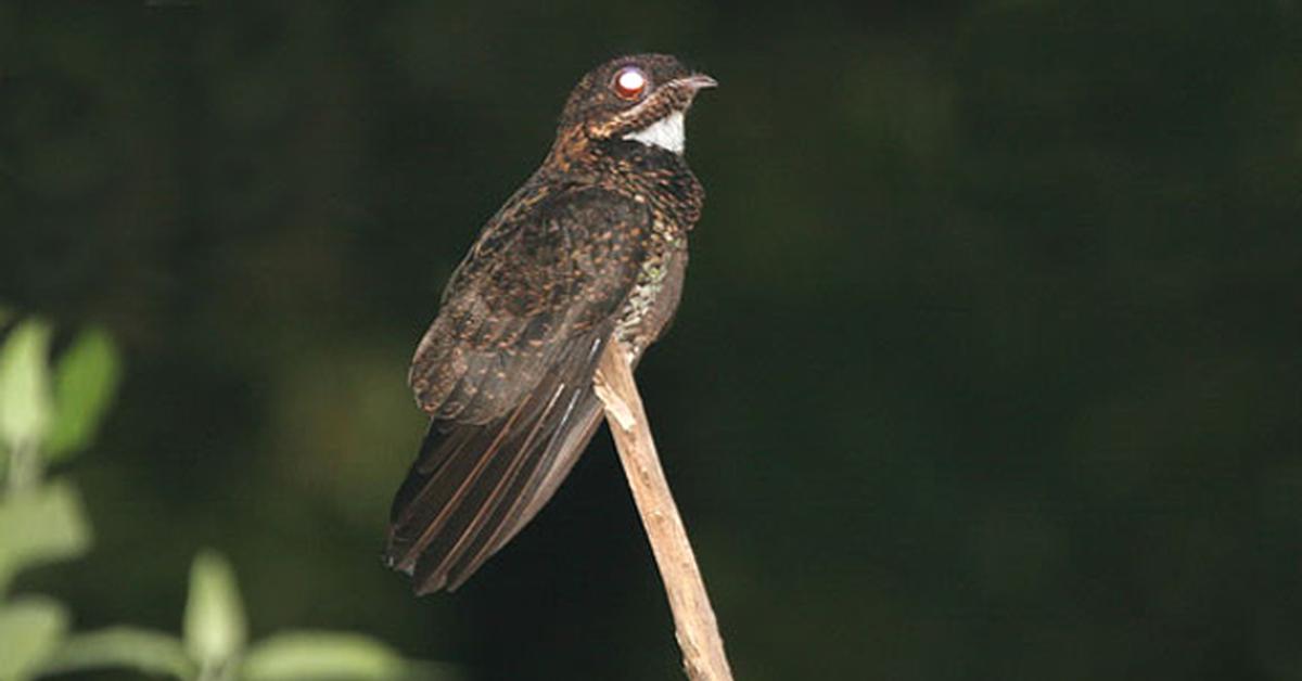 Photographic depiction of the unique Nightjar, locally called Burung Malam.