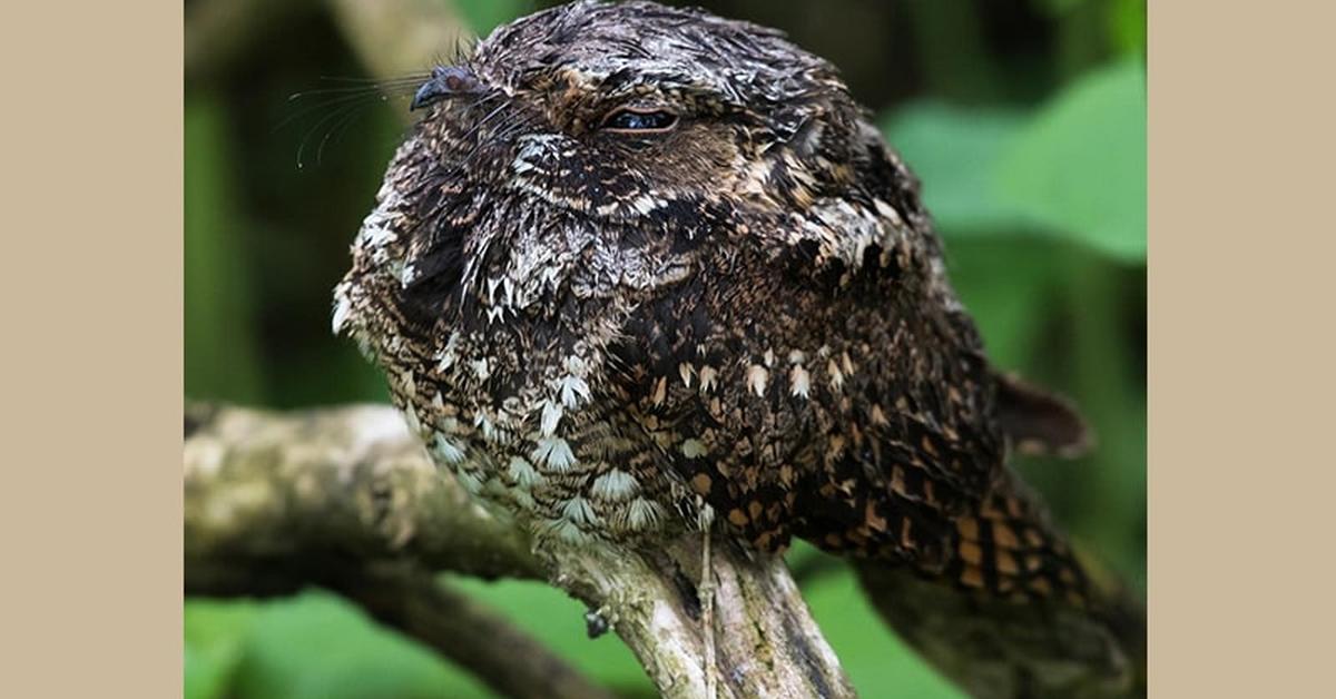 Captured beauty of the Nightjar, or Caprimulgus ruficollis in the scientific world.