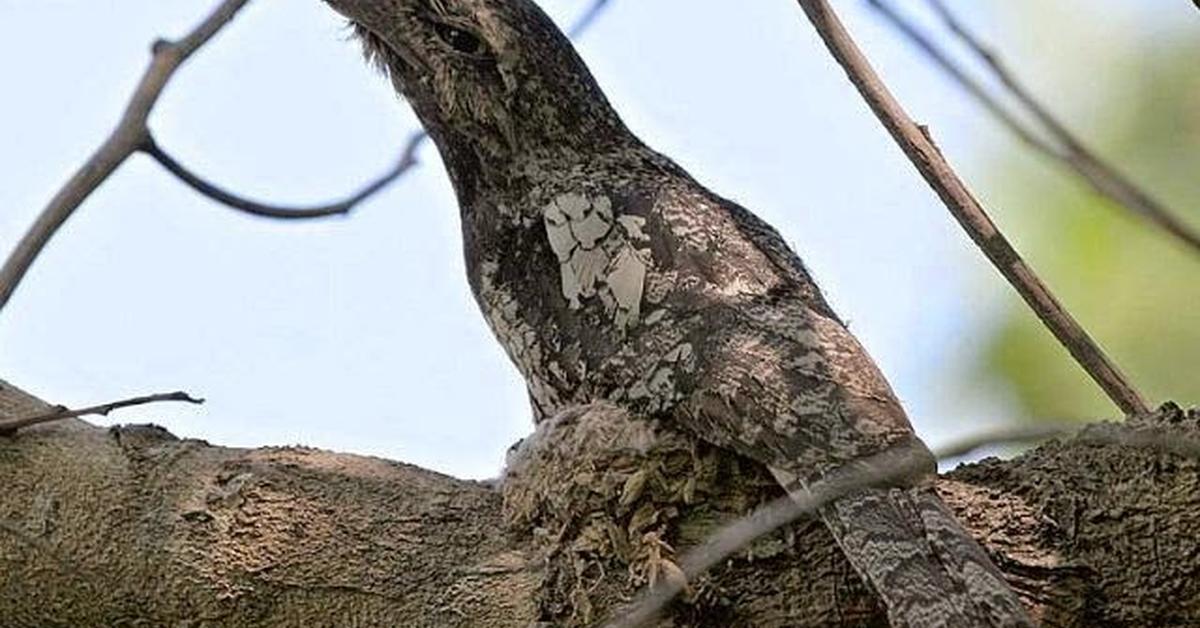 Insightful look at the Nightjar, known to Indonesians as Burung Malam.