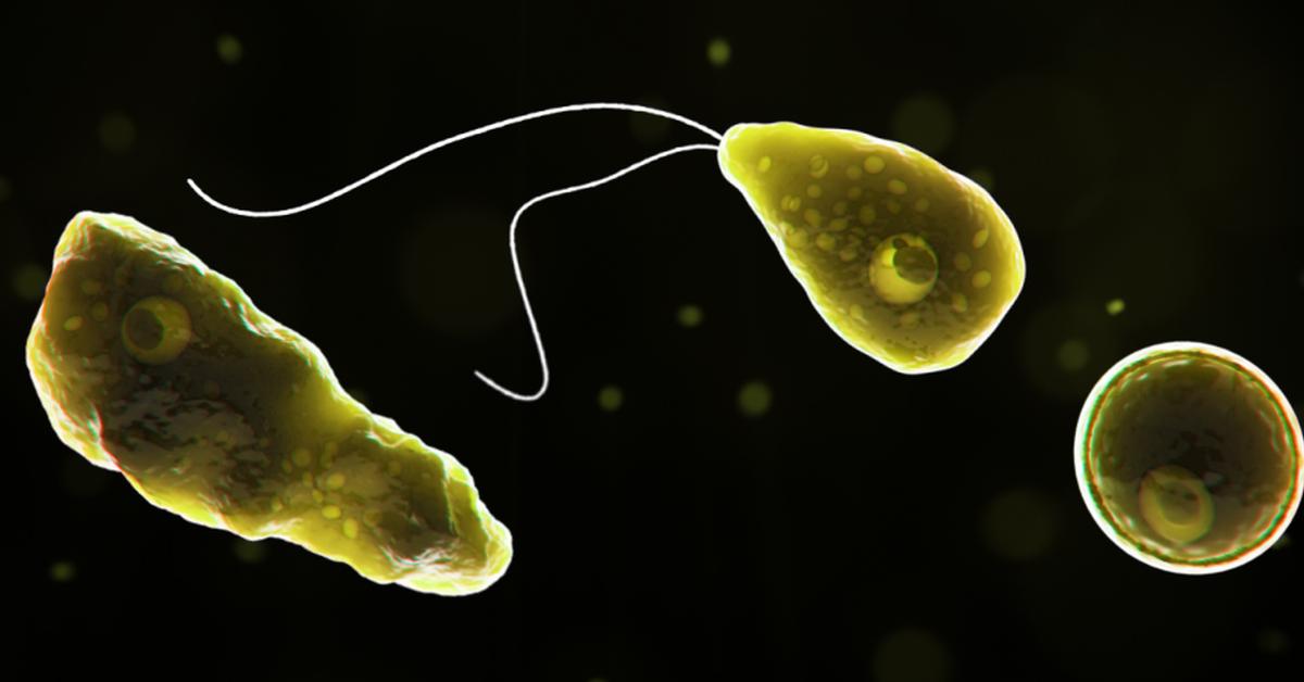 Visual representation of the Naegleria, recognized in Indonesia as Naegleria.