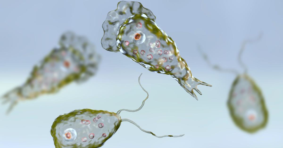 Visual of Naegleria, or Naegleria in Indonesian, showcasing its beauty.