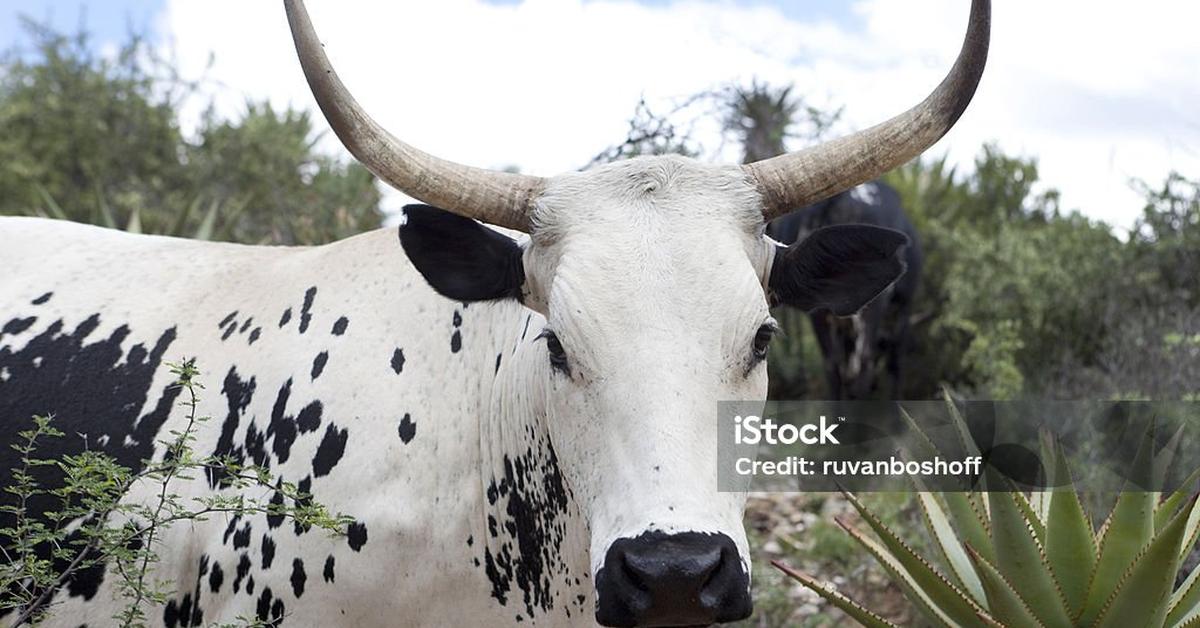 Elegant portrayal of the Nguni Cattle, also known as Bos taurus.