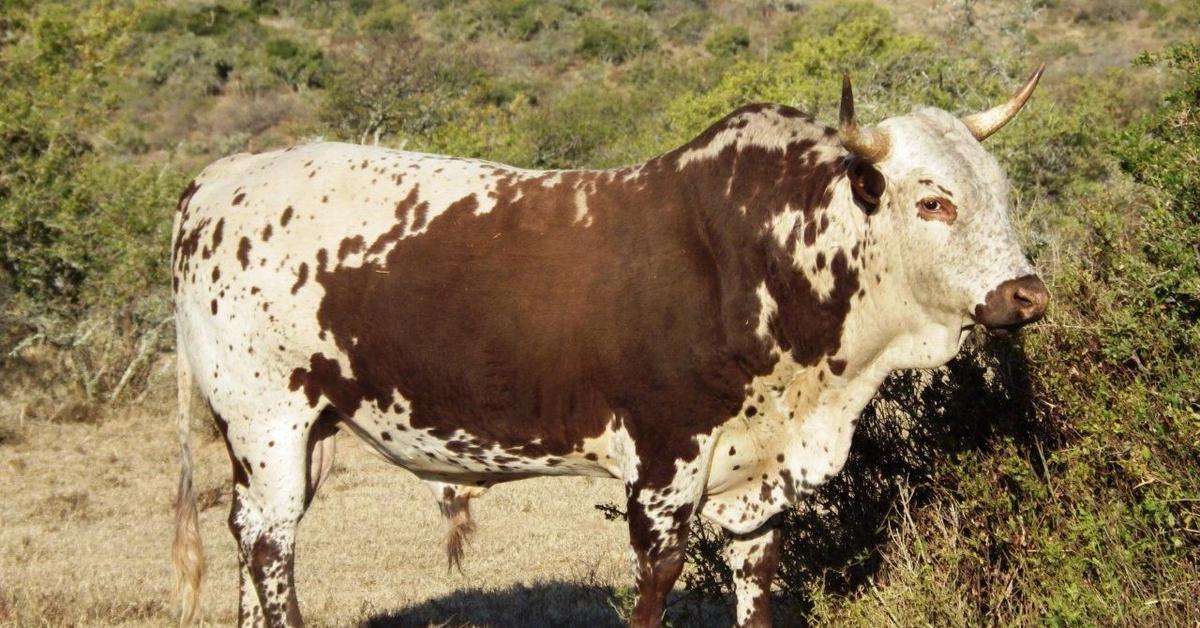 Stunning depiction of Nguni Cattle, also referred to as Bos taurus.