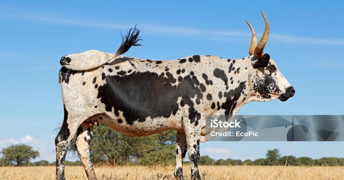 Dynamic image of the Nguni Cattle, popularly known in Indonesia as Sapi Nguni.