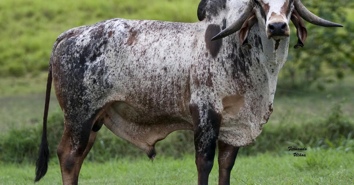 Photographic depiction of the unique Nelore Cattle, locally called Sapi Nelore.