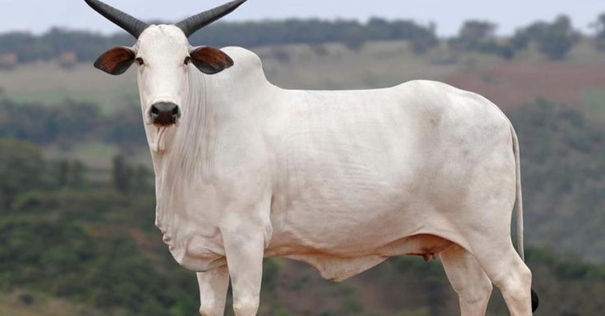 The fascinating Nelore Cattle, scientifically known as Nelore.