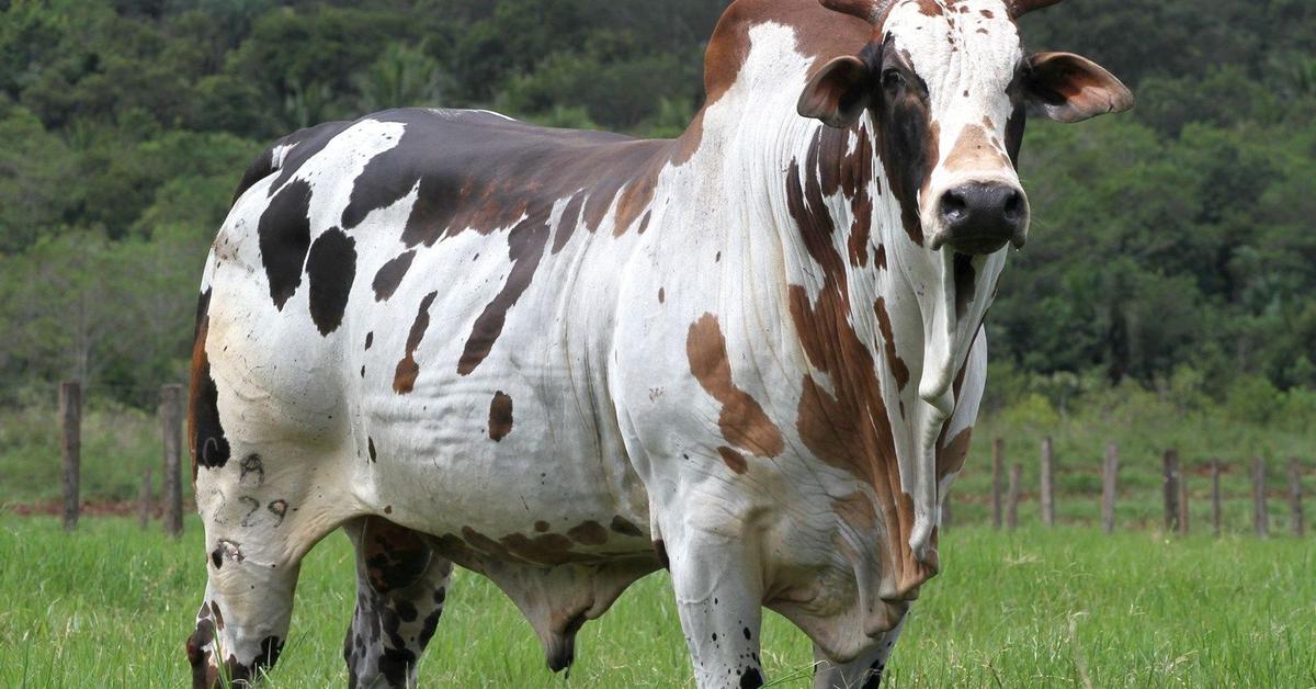 Captured beauty of the Nelore Cattle, or Nelore in the scientific world.