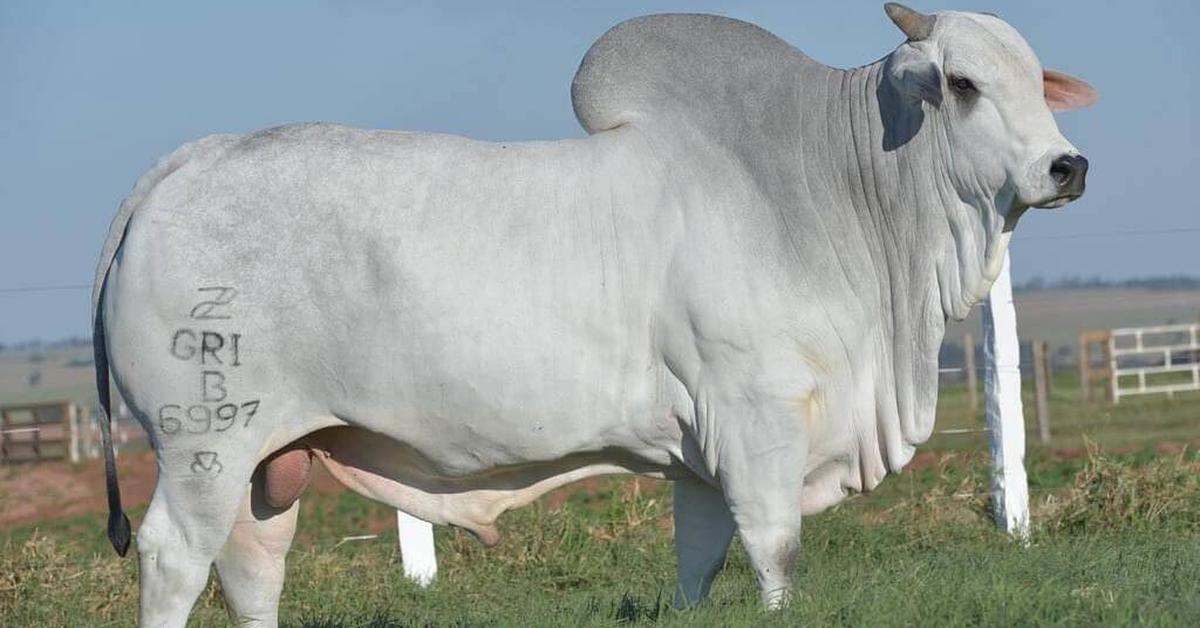 Stunning depiction of Nelore Cattle, also referred to as Nelore.