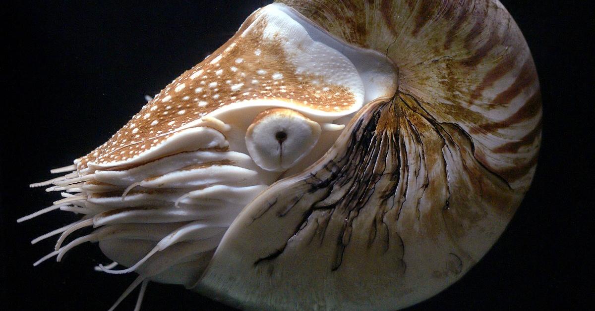 Charming view of the Nautilus, in Indonesia referred to as Nautilus.