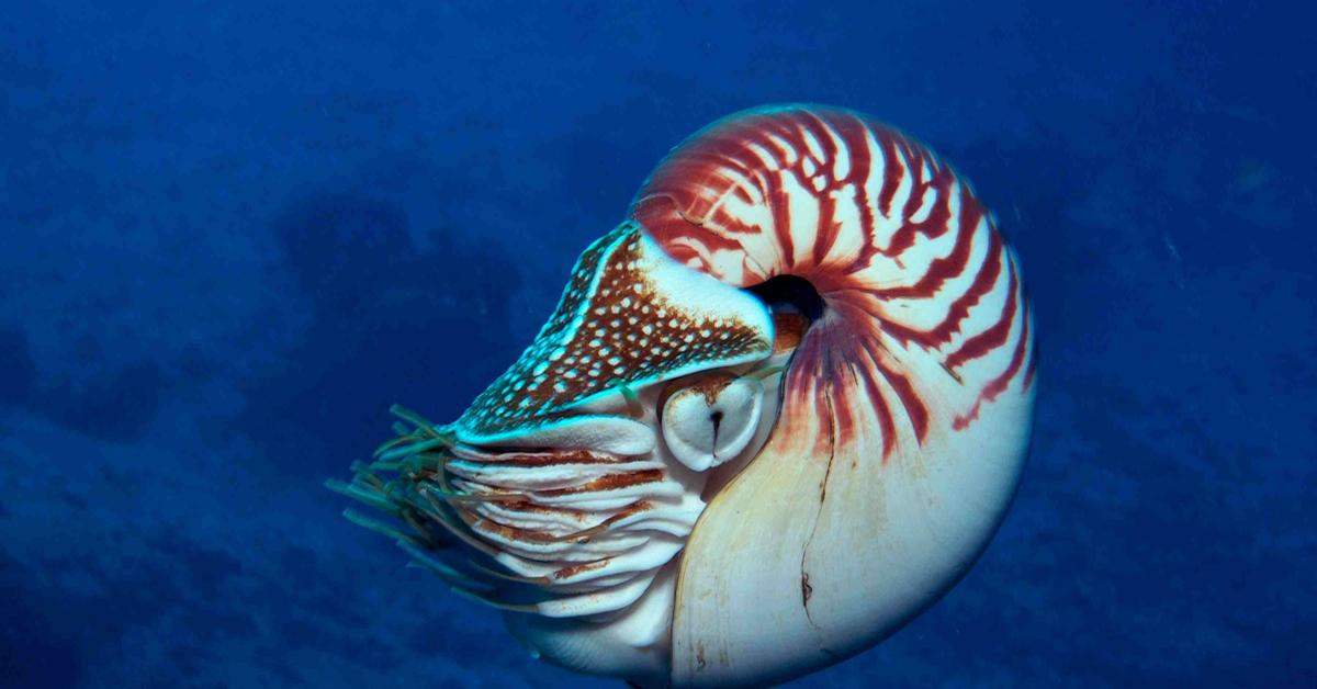 Captivating shot of the Nautilus, or Nautilus in Bahasa Indonesia.