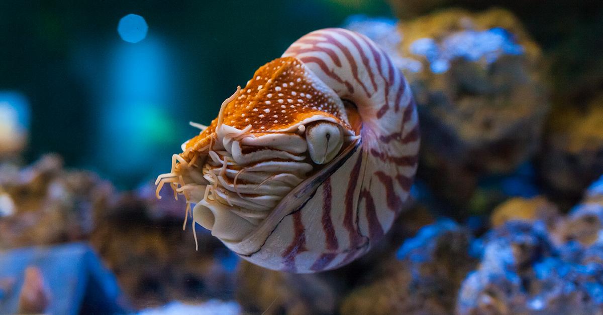 Striking appearance of the Nautilus, known in scientific circles as Nautilus pompilius.