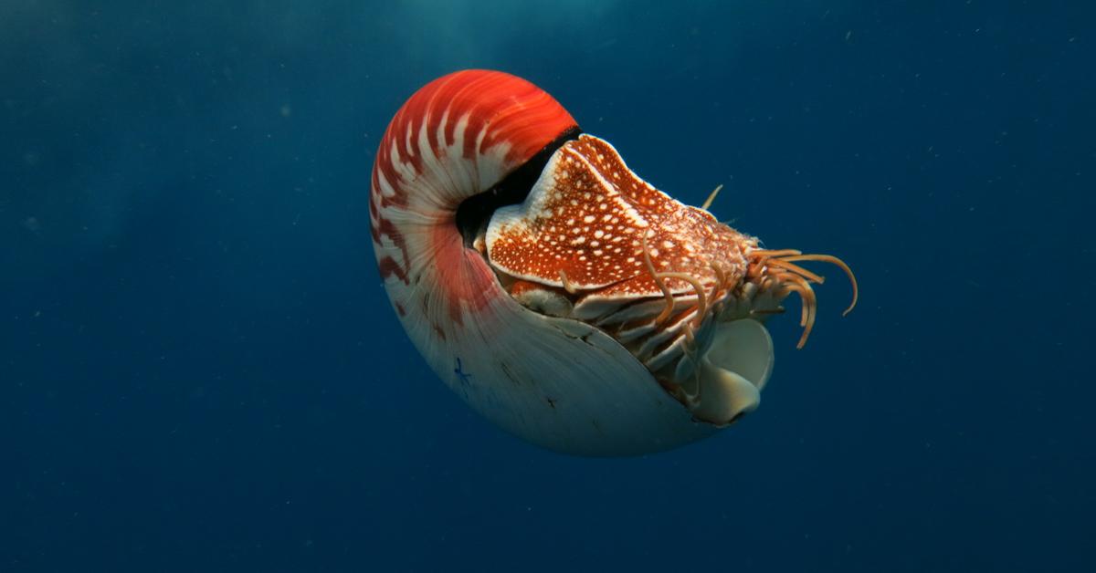 Image of the Nautilus (Nautilus pompilius), popular in Indonesia as Nautilus.