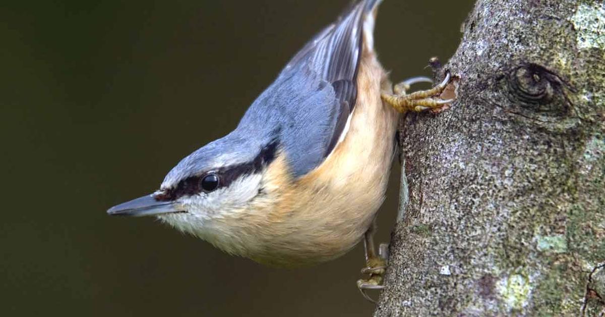 Stunning image of the Nuthatch (Sittidae), a wonder in the animal kingdom.