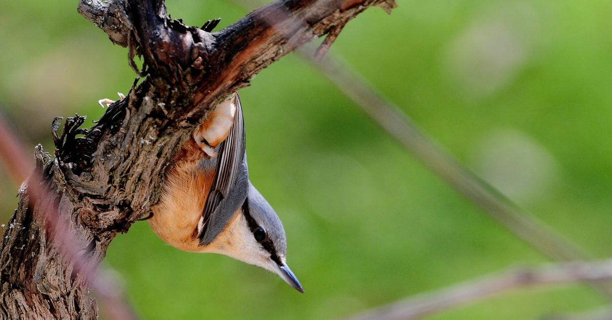 A look at the Nuthatch, also recognized as Burung Cucak Kutilang in Indonesian culture.