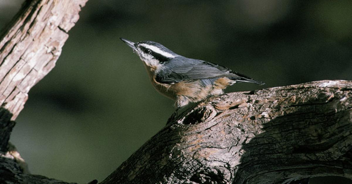 Close-up view of the Nuthatch, known as Burung Cucak Kutilang in Indonesian.