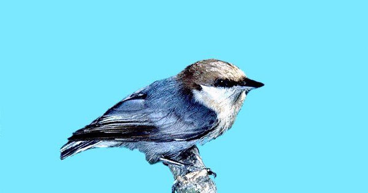 Natural elegance of the Nuthatch, scientifically termed Sittidae.