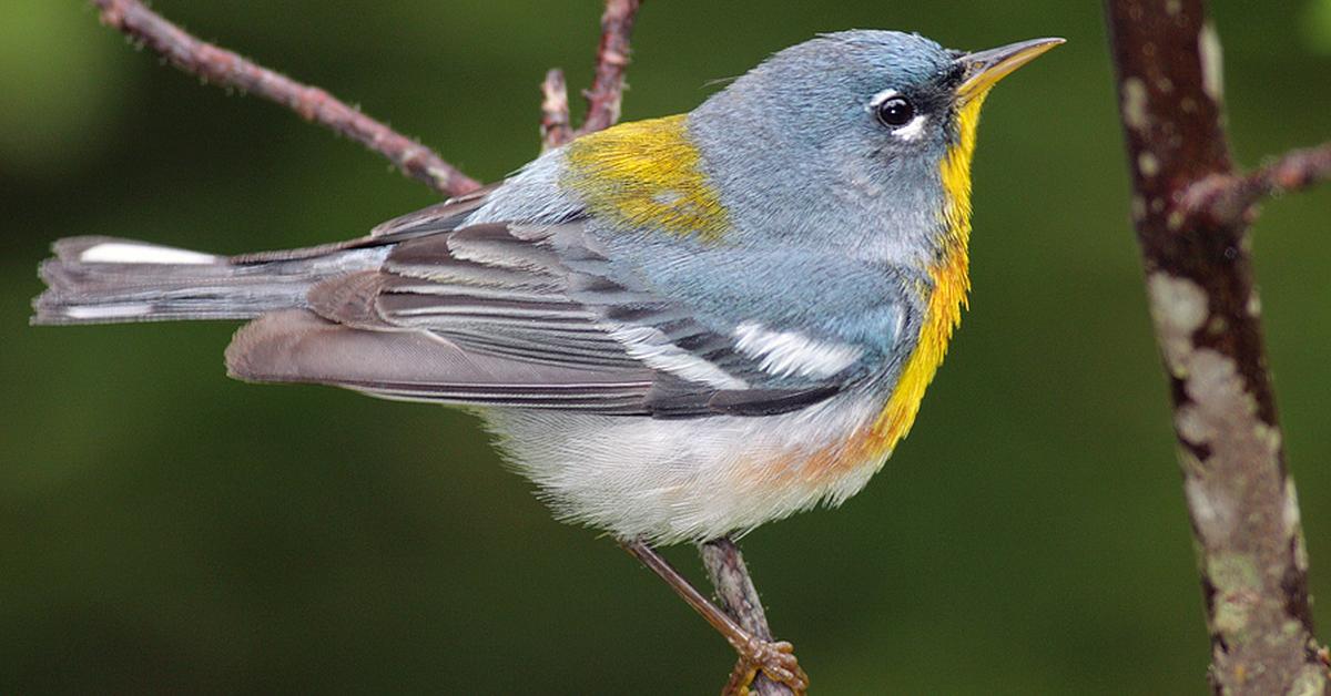 Captured beauty of the Northern Parula, or Setophaga Americana in the scientific world.