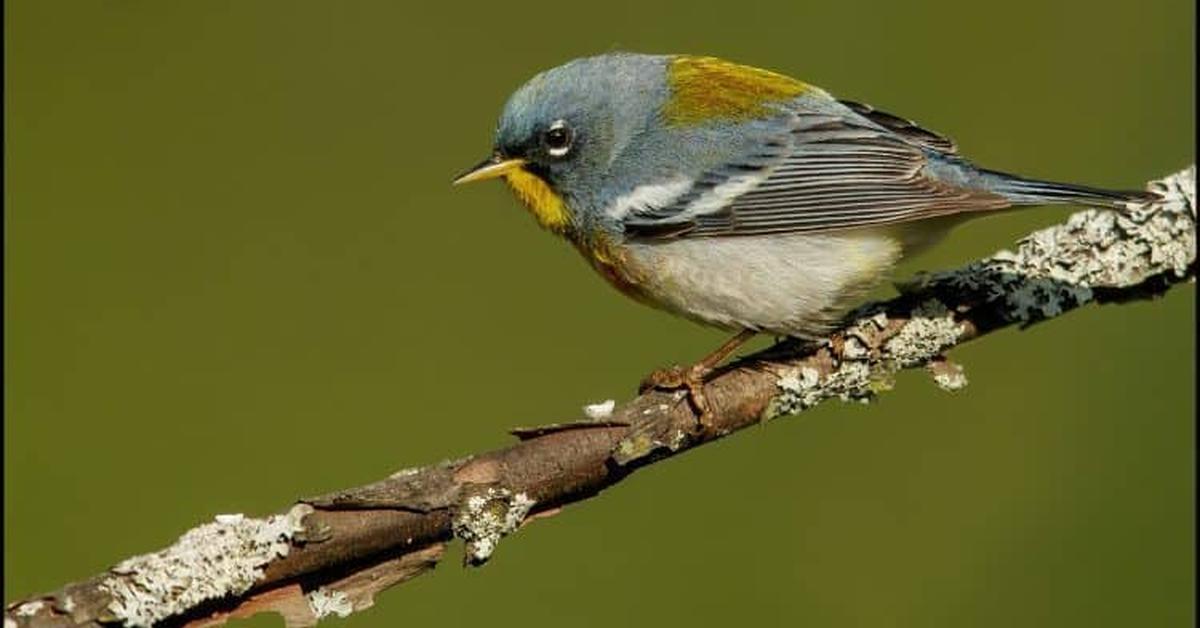 Captivating shot of the Northern Parula, or Parula Utara in Bahasa Indonesia.