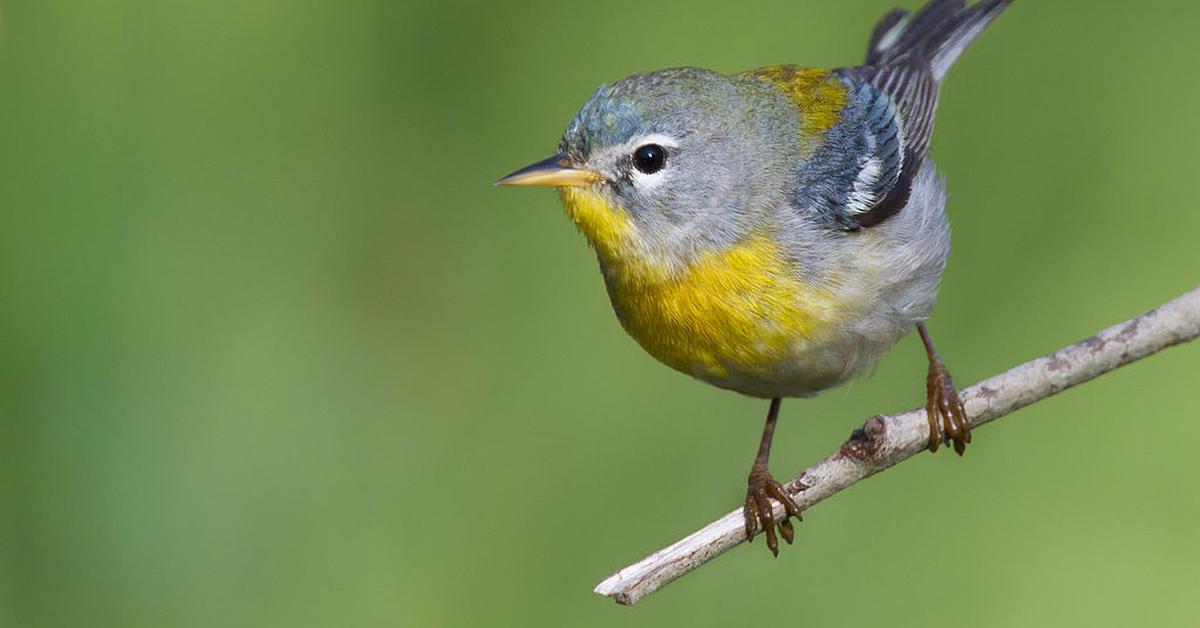 Photogenic Northern Parula, scientifically referred to as Setophaga Americana.