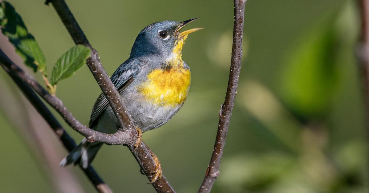 Portrait of a Northern Parula, a creature known scientifically as Setophaga Americana.