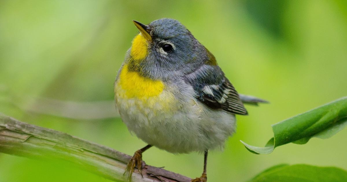 The Northern Parula, an example of Setophaga Americana, in its natural environment.