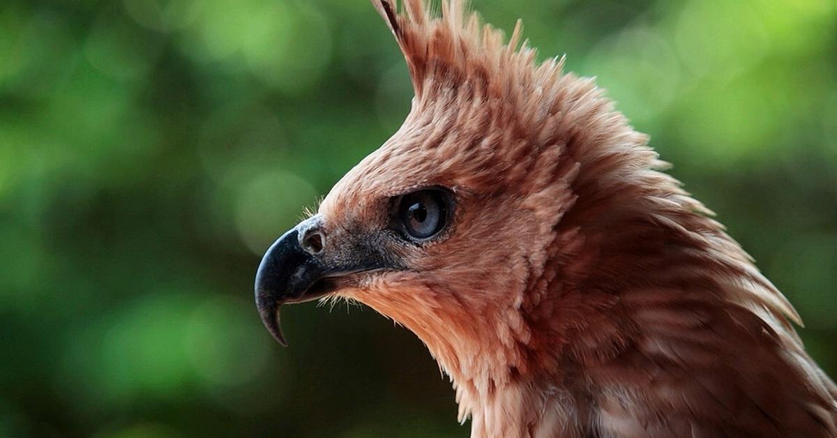 Striking appearance of the Northern Harrier, known in scientific circles as Circus Hudsonius.