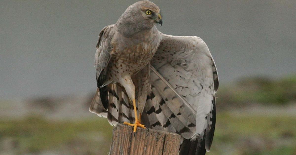 Stunning image of the Northern Harrier (Circus Hudsonius), a wonder in the animal kingdom.