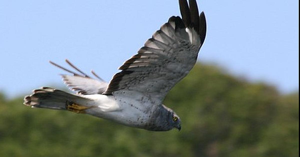 The Northern Harrier, a species known as Circus Hudsonius, in its natural splendor.