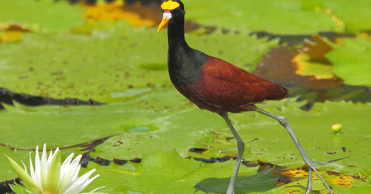 Stunning image of the Northern Jacana (Jacana Spinosa), a wonder in the animal kingdom.