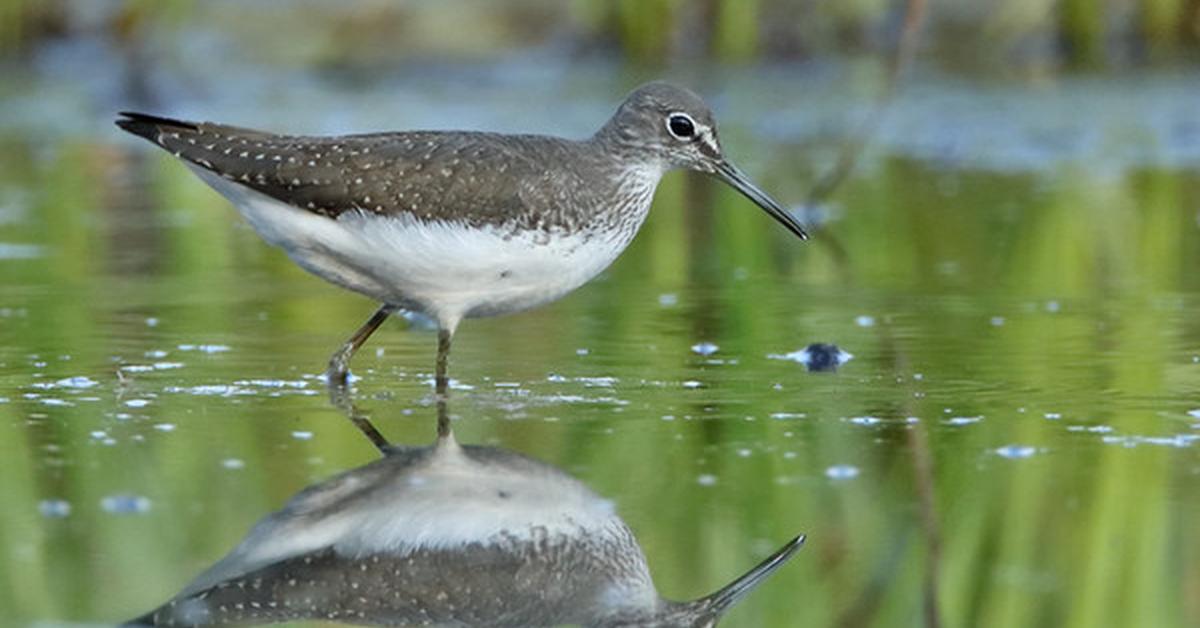 Glimpse of the Northern Jacana, known in the scientific community as Jacana Spinosa.