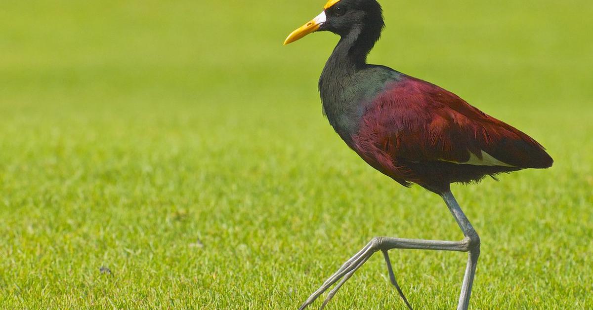 The fascinating Northern Jacana, scientifically known as Jacana Spinosa.