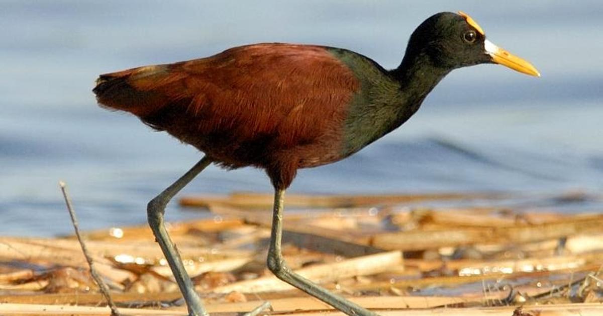 Iconic view of the Northern Jacana, or Jacana Spinosa, in its habitat.