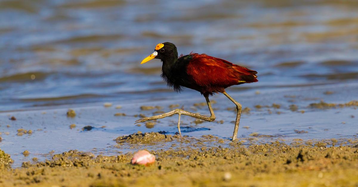 Iconic view of the Northern Jacana, or Jacana Spinosa, in its habitat.