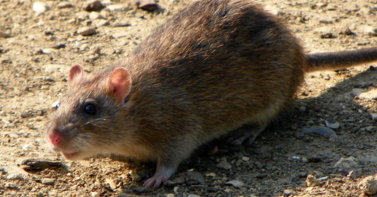 Portrait of a Norway Rat, a creature known scientifically as Rattus norvegicus.