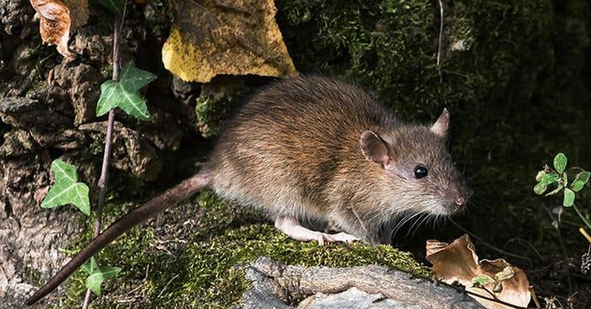 Captured beauty of the Norway Rat, or Rattus norvegicus in the scientific world.