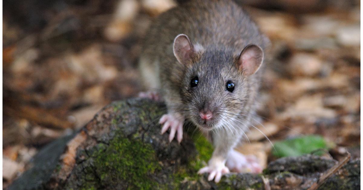 Captured elegance of the Norway Rat, known in Indonesia as Tikus Norwegia.