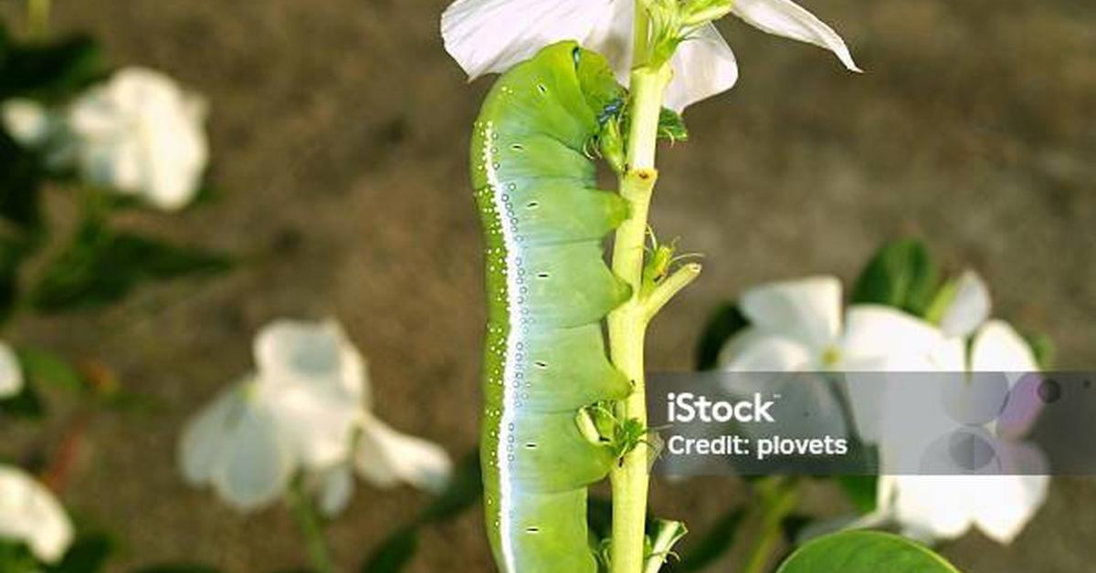 The Oleander Hawk Moth, a beautiful species also known as Kupu-kupu Oleander Hawk in Bahasa Indonesia.