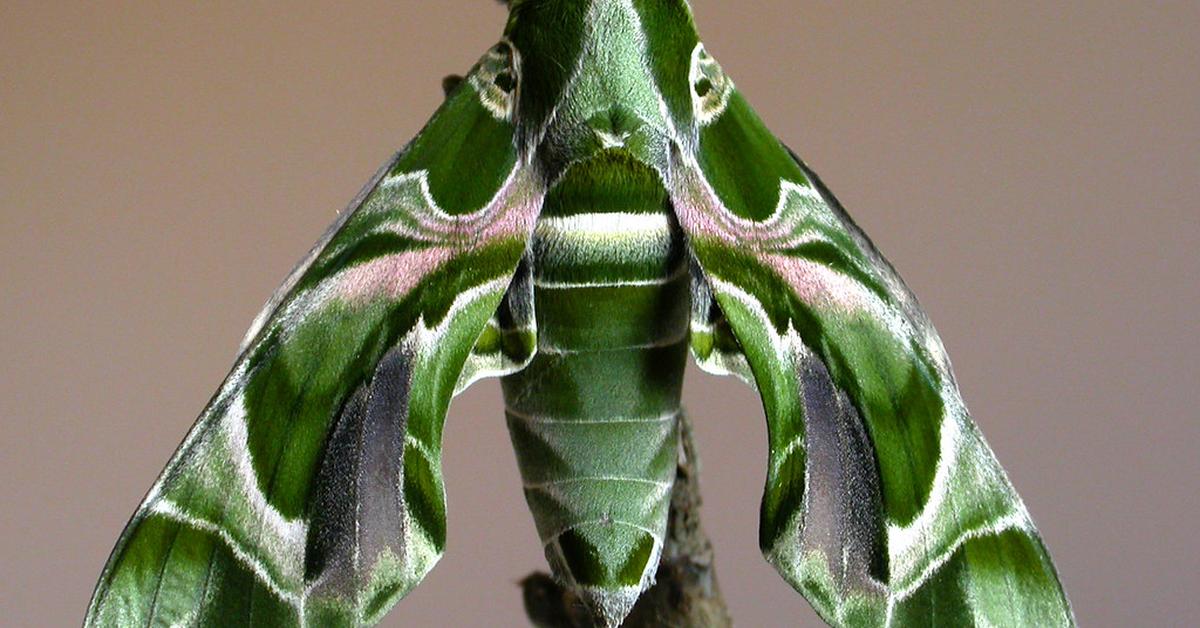 The Oleander Hawk Moth, an example of Daphnis nerii, in its natural environment.