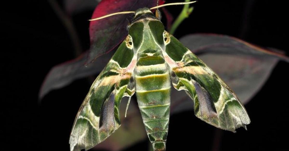 Image showcasing the Oleander Hawk Moth, known in Indonesia as Kupu-kupu Oleander Hawk.