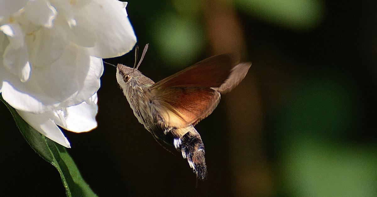 Enchanting Oleander Hawk Moth, a species scientifically known as Daphnis nerii.